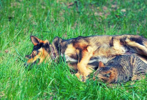 Hond en kat liggen samen op het gras
