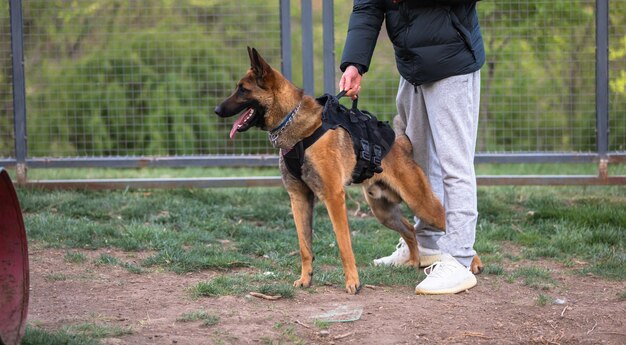 hond en mens in het park