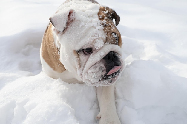 Hond Engelse bulldog Een volbloed hond in de sneeuw Dierenthema's Huisdieren