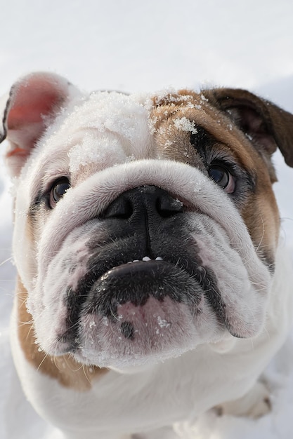 Hond Engelse bulldog Een volbloed hond in de winter Dierenthema's Huisdieren