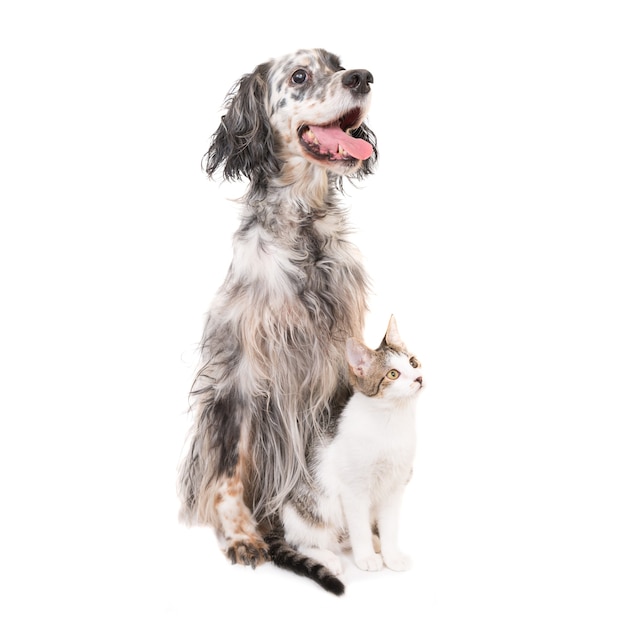 Hond Engelse setter en huiskat samen geïsoleerd op witte achtergrond