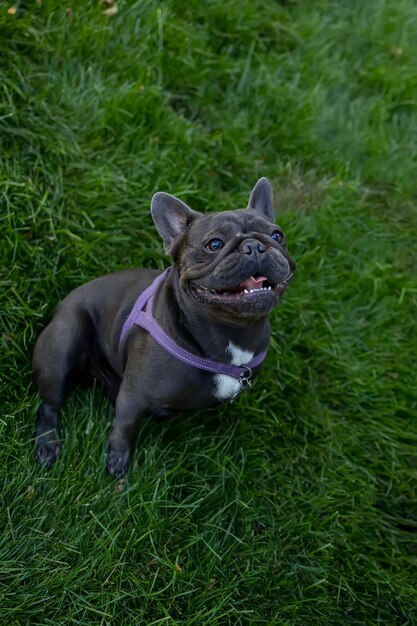 Hond franse bulldog die op het gazon in het park zit, hief zijn snuit naar de top en opende zijn mond, hij wacht tot de eigenaar hem eten geeft