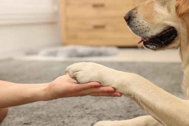 Hond geeft poot aan man in huis close-up