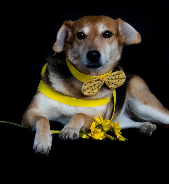 Hond gekleed in boog en gele borstplaat en zonnebloemen