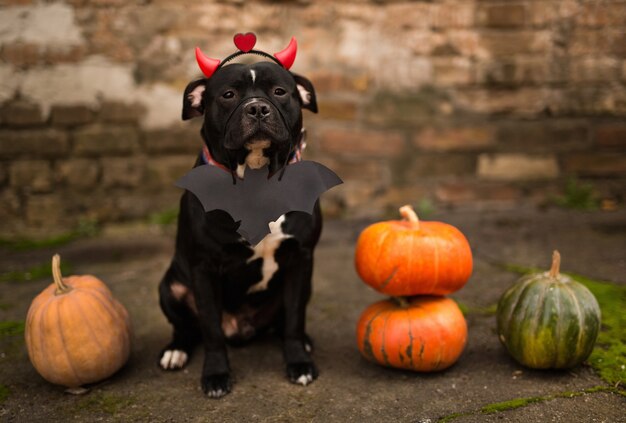 Hond gekleed in Halloween-attributen