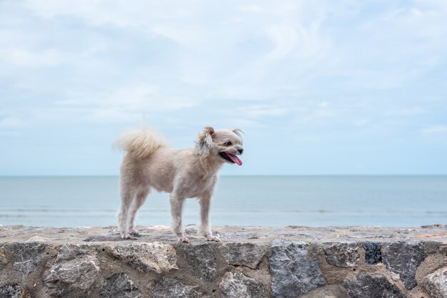 Hond gelukkige pret op rotsachtig strand wanneer reis op zee