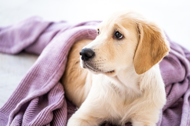 Hond gewikkeld in sprei