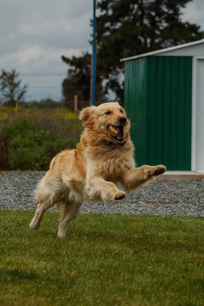 Hond golden retriever