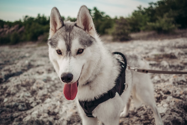 Hond grijze en witte schor in de bergen bij zonsondergang