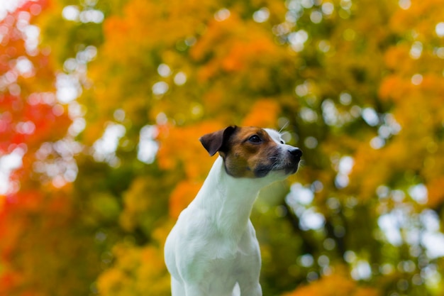 Foto hond herfst