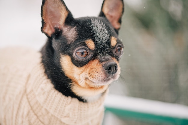 Hond. Hond in winterwandelingen in het park. Portret van een uiterst kleine chihuahuahond die een beige sweater draagt