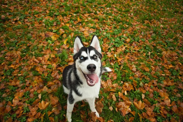 Hond husky wandelen buiten in het herfstpark