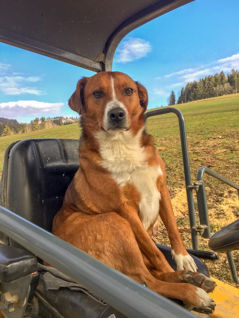 Foto hond in de auto