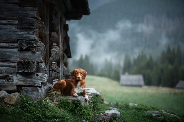 Hond in de bergen