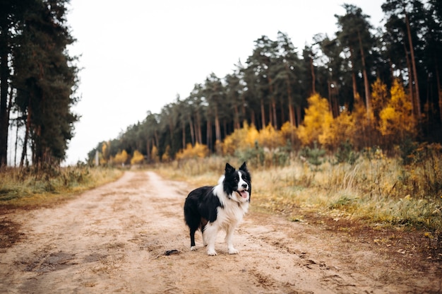 Hond in de natuur Herfststemming Bordercollie in bladval in het bos