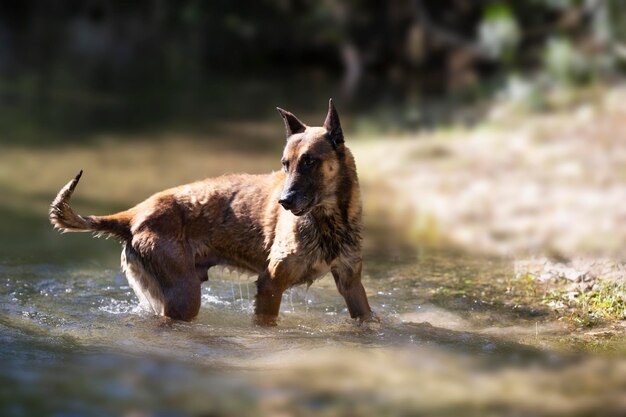 Hond in de rivier.