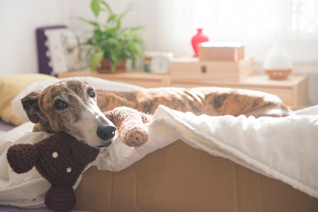 Hond in de slaapkamer ontspannen