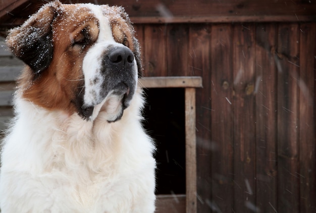 Hond in de sneeuw in de winter