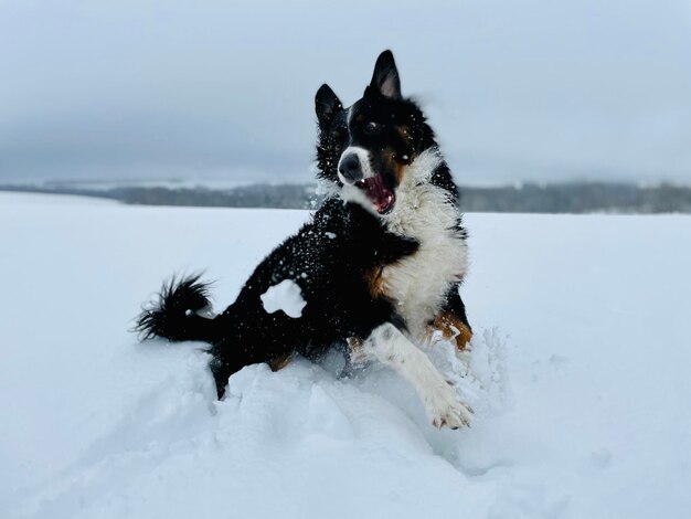 Foto hond in de sneeuw.