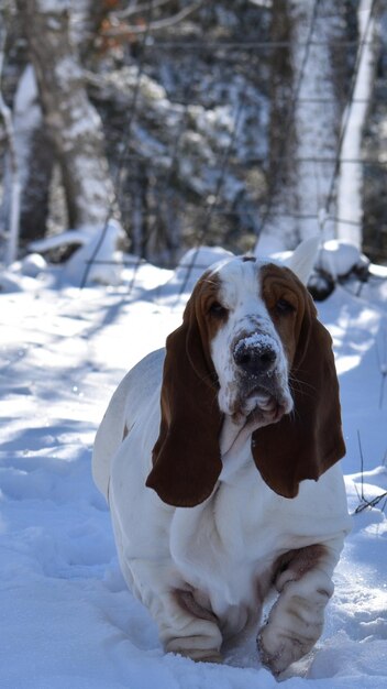 Foto hond in de sneeuw.