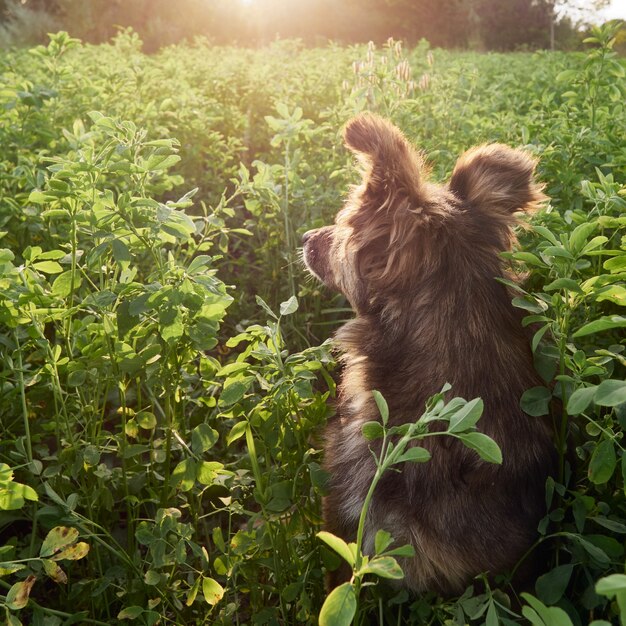 Hond in de tuin.