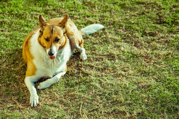 Hond in de tuin