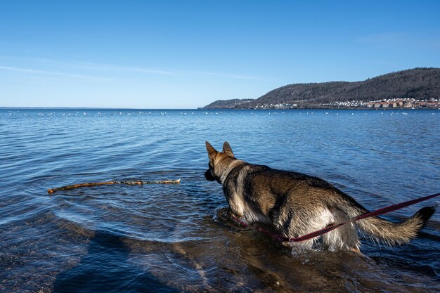 Hond in de zee tegen de lucht