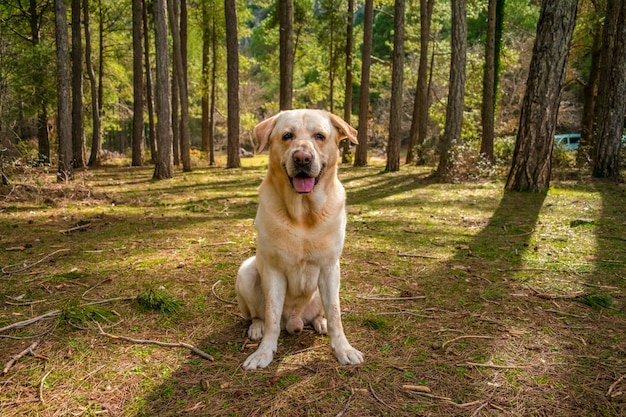 Hond in een bergrivier met lange bomen