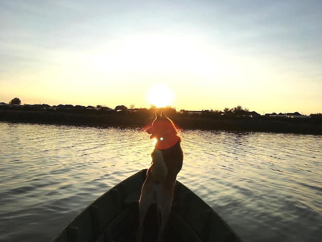 Hond in een boot over de rivier tegen de lucht