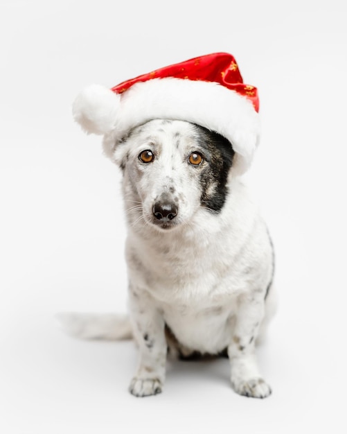 Hond in een kerstmuts. Lichtgekleurde hond met zwarte vlekken.