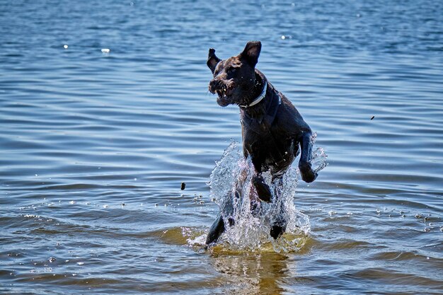 Foto hond in een meer.