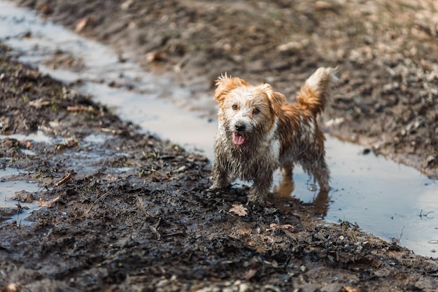 Hond in een plas Een vuile Jack Russell Terrier-puppy staat in de modder op de weg Natte grond na lenteregen