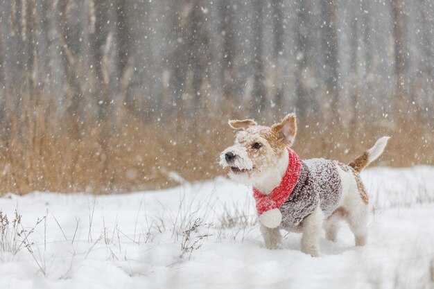 Hond in een rode gebreide sjaal en bruine trui Jack Russell Terrier staat in het bos in de sneeuwval Onscherpe achtergrond voor het opschrift Christmas concept