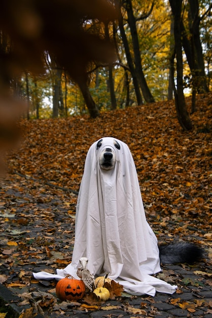 Foto hond in een spookkostuum halloween-concept