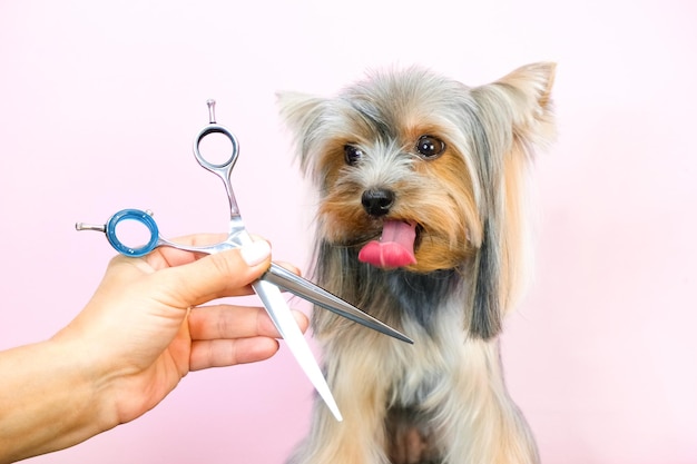 Hond in een trimsalon kappersschaar huisdier krijgt schoonheidsbehandelingen in een hondenschoonheidssalon