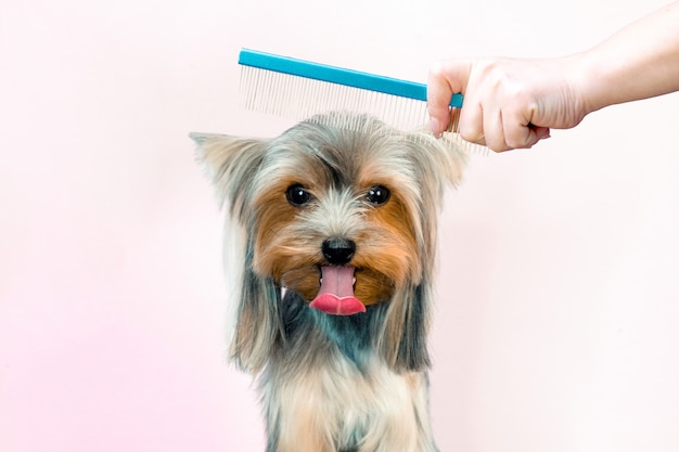 Hond in een trimsalon; Kapsel, kam. huisdier krijgt schoonheidsbehandelingen in een hondenschoonheidssalon