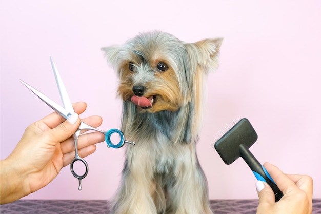 Hond in een trimsalon; Kapsel, schaar. huisdier krijgt schoonheidsbehandelingen in een schoonheidssalon voor honden.