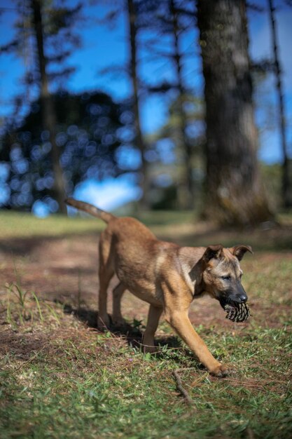 Foto hond in een veld.