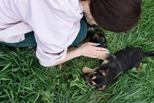 Hond in gras