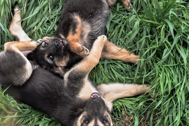 Foto hond in gras