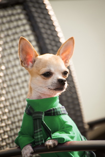 Hond in groene kleren voor een wandeling.