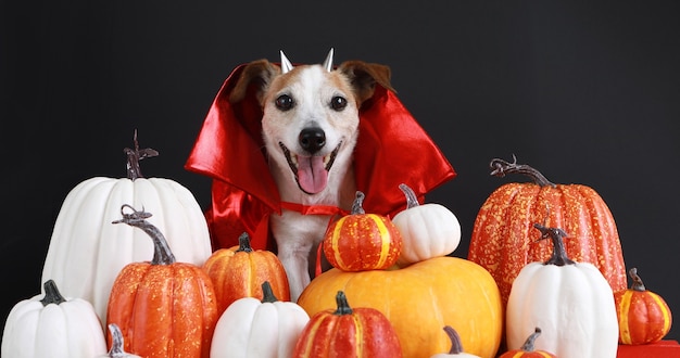 Hond in halloween rood kostuum zwarte achtergrond