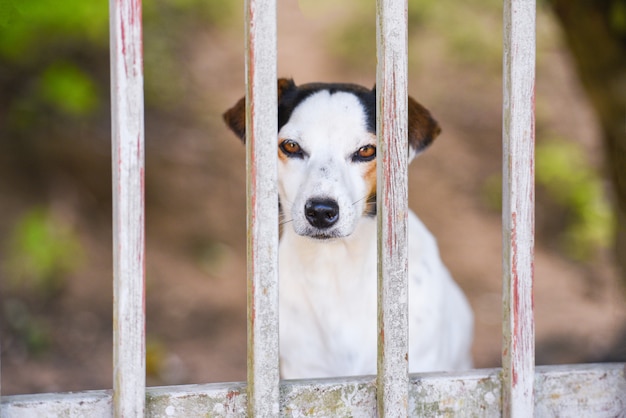 Hond in hek - triest hond dierlijk huisdier