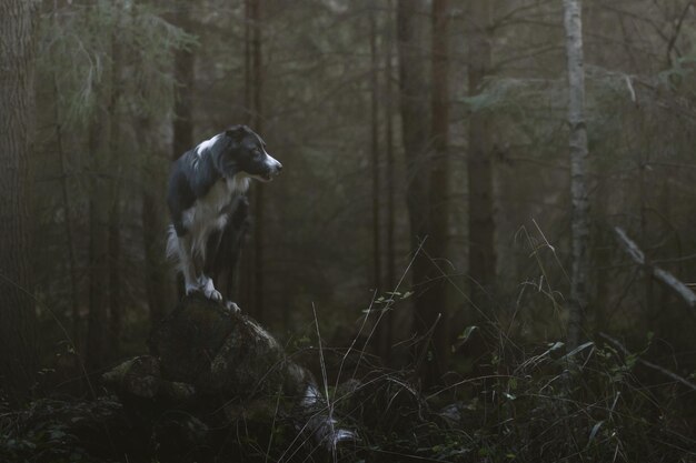 Foto hond in het bos.