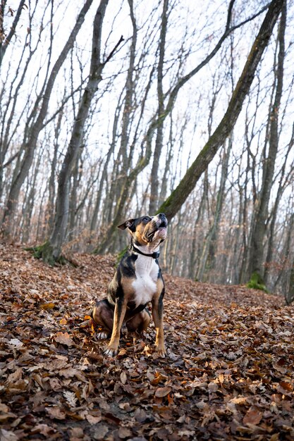 Foto hond in het bos.