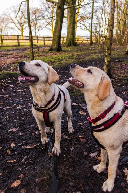 Foto hond in het bos.