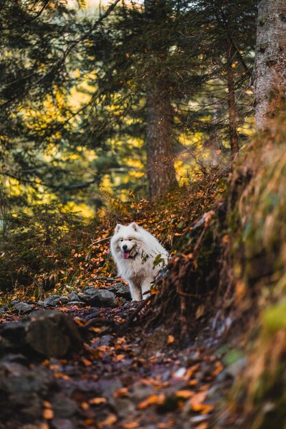 Hond in het bos