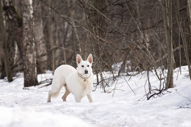 Hond in het bos