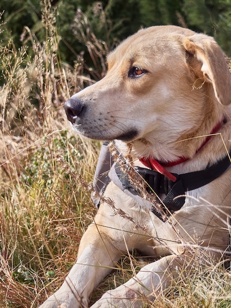 Hond in het gras in de bergen.