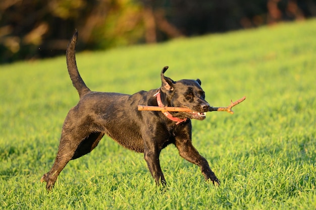 Foto hond in het gras.